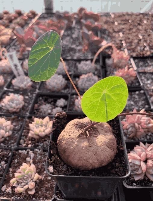 Stephania Erecta Plant - Image 2